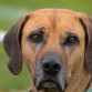 Le gusta hacer trastadas. Es leal e inteligente aunque algo distante con los extraños. Paciente con los niños.

http://listadoderazasdeperrosygatos.blogspot.com/2015/02/raza-rhodesian-ridgeback.html